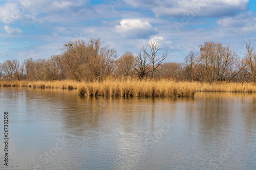 A pond on which grass grows on the edge of the shore. In the distance are trees and a blue sky with clouds.