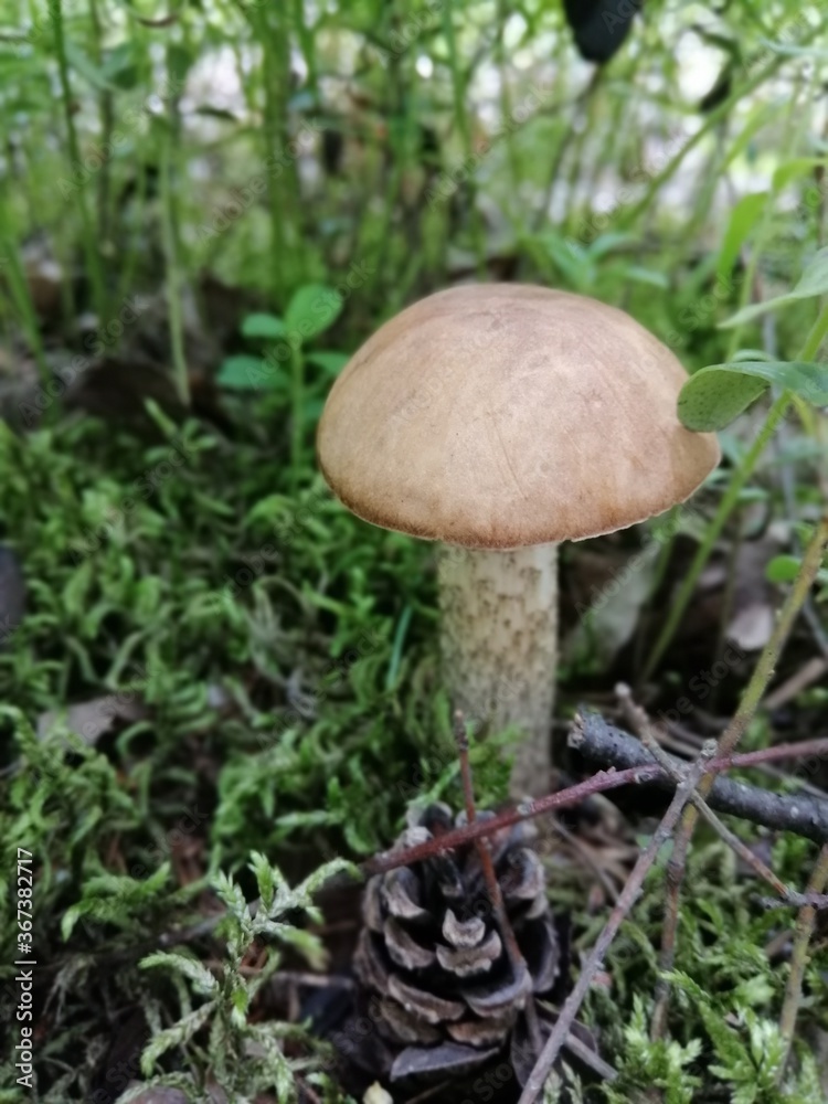 Beautiful birch mushroom on a gray leg with a brown cap in the forest on a background of moss, grass and leaves. Natural Wallpaper.Autumn forest harvest.brown cap boletus Beautiful birch mushroom on a gray leg with a brown cap in the forest on a background of moss, grass and leaves. Natural Wallpaper.Autumn forest harvest.brown cap boletus
