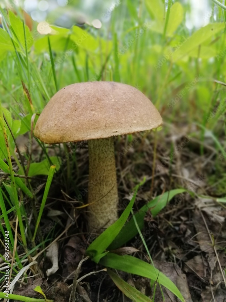 Beautiful birch mushroom on a gray leg with a brown cap in the forest on a background of moss, grass and leaves. Natural Wallpaper.Autumn forest harvest.brown cap boletus Beautiful birch mushroom on a gray leg with a brown cap in the forest on a background of moss, grass and leaves. Natural Wallpaper.Autumn forest harvest.brown cap boletus
