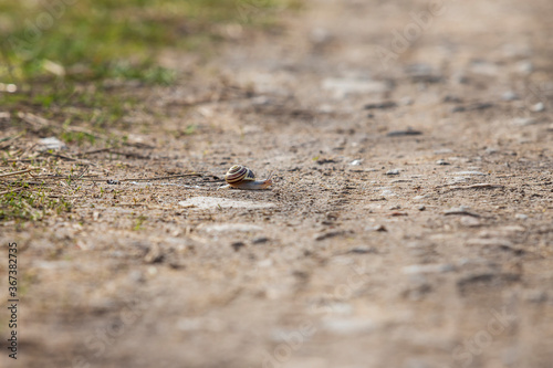 A small snail climbs across a dirt road.