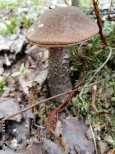 Beautiful birch mushroom on a gray leg with a brown cap in the forest on a background of moss, grass and leaves. Natural Wallpaper.Autumn forest harvest.brown cap boletus