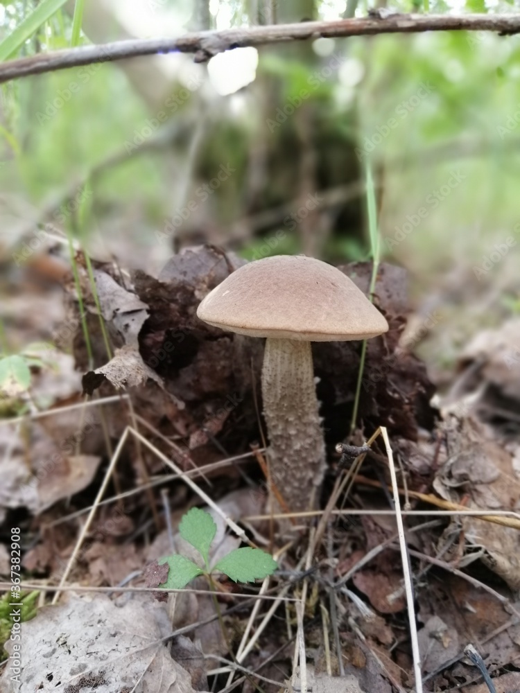 Beautiful birch mushroom on a gray leg with a brown cap in the forest on a background of moss, grass and leaves. Natural Wallpaper.Autumn forest harvest.brown cap boletus Beautiful birch mushroom on a gray leg with a brown cap in the forest on a background of moss, grass and leaves. Natural Wallpaper.Autumn forest harvest.brown cap boletus