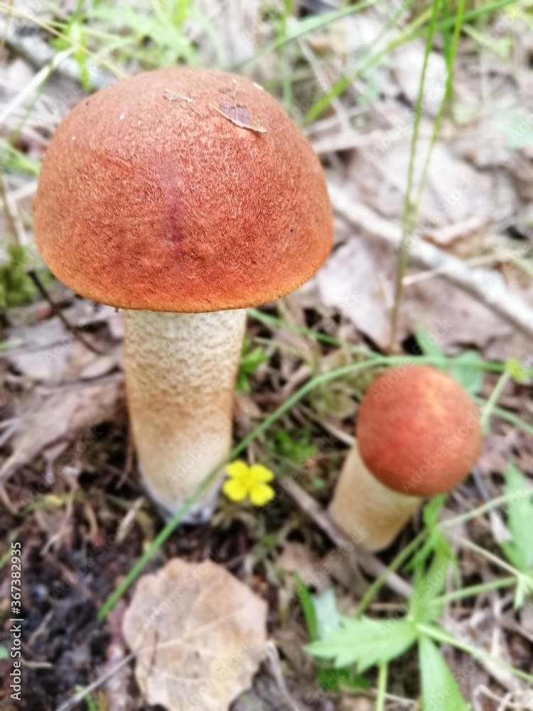 aspen mushrooms with bright orange caps in the forest against the background of moss and trees. orange-cap boletus. Beautiful Natural Wallpaper aspen mushrooms with bright orange caps in the forest against the background of moss and trees. orange-cap boletus. Beautiful Natural Wallpaper