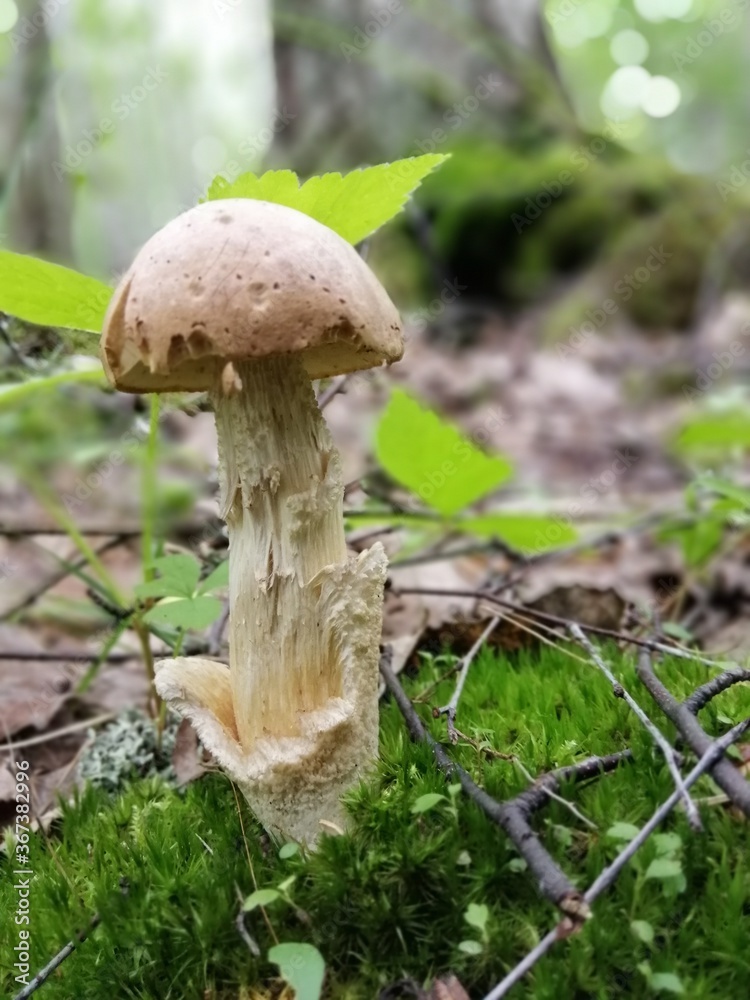 Beautiful birch mushroom on a gray leg with a brown cap in the forest on a background of moss, grass and leaves. Natural Wallpaper.Autumn forest harvest.brown cap boletus Beautiful birch mushroom on a gray leg with a brown cap in the forest on a background of moss, grass and leaves. Natural Wallpaper.Autumn forest harvest.brown cap boletus
