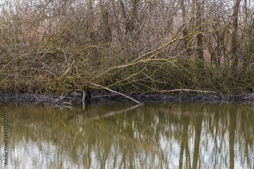 Fallen trees by the river are reflected in the water surface.