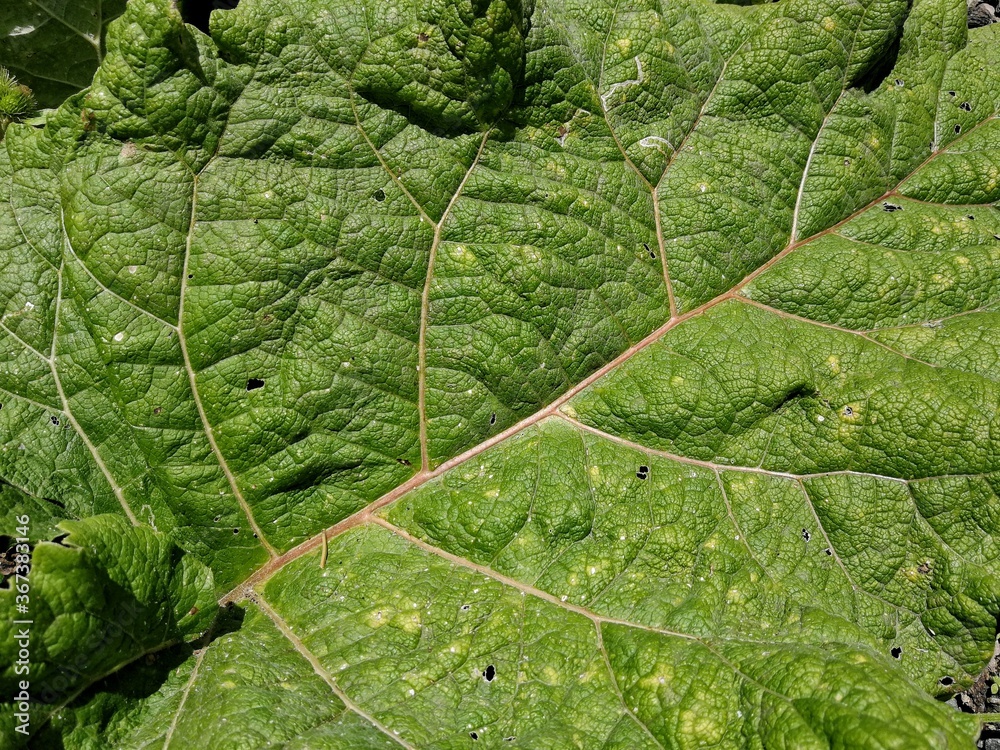 Fototapeta premium green leaf texture