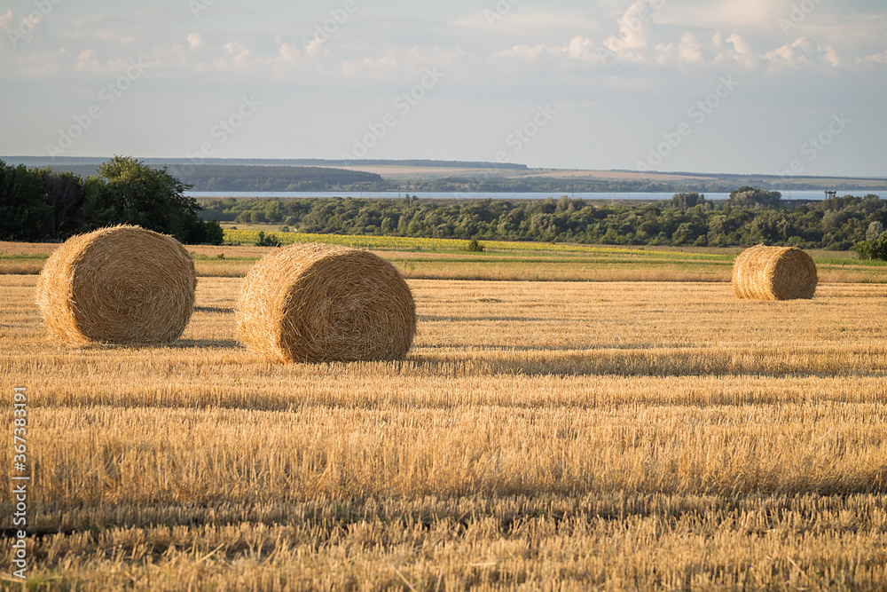 Hay bales in the field. Yellow haystacks, field wheat, blue sky with clouds. Beautiful landscape on Sunset. Beauty nature, agriculture and seasonal harvest time. Scenic agricultural land. 