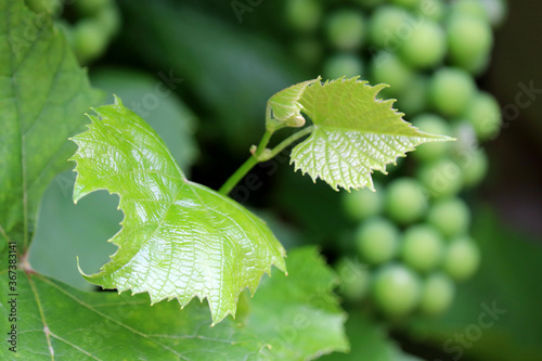 Vineyard in summer, young leaves on background of bunch of green grape. Unripe grapevine, winemaking concept