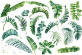 Set Tropical leaves set on white background. Watercolor hand-painted, jungle clipart