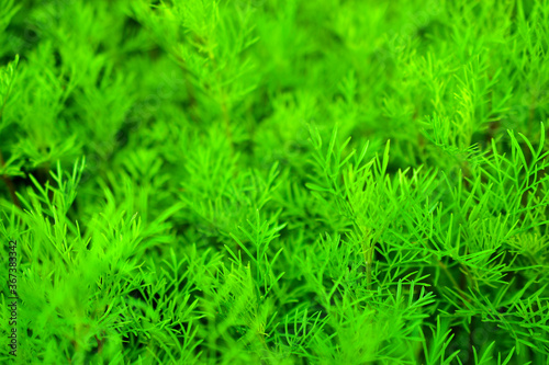 Green grass cosmea close up in the summer garden