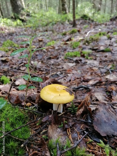 small russule yellow mushroom in the forest in green moss and brown fallen leaves. Nature Wallpaper
