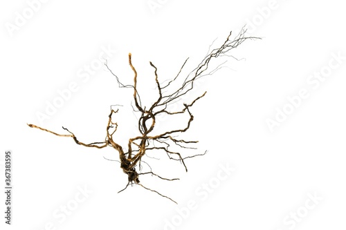 Dry part of tree root isolated on white
