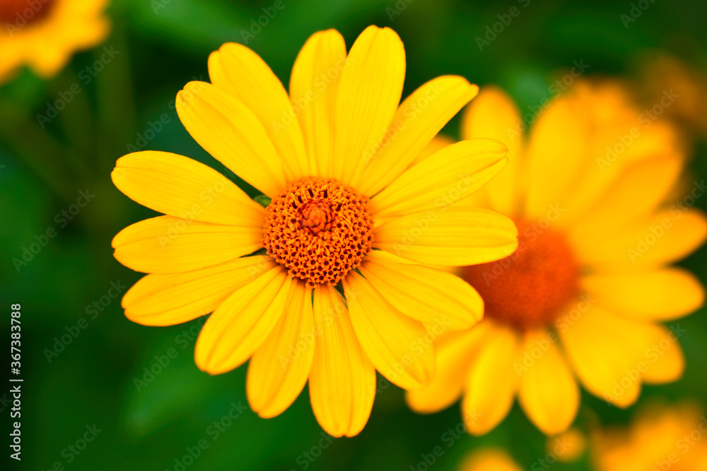 Large yellow sunflower flowers in summer in the greenery Large yellow sunflower flowers in summer in the greenery