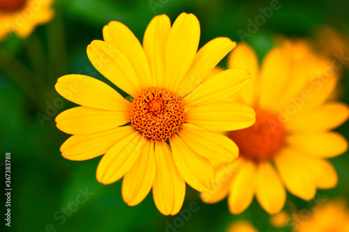 Large yellow sunflower flowers in summer in the greenery