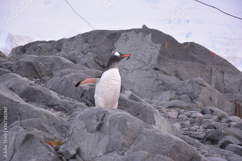 A trip around the Antarctic Peninsula  December 2019