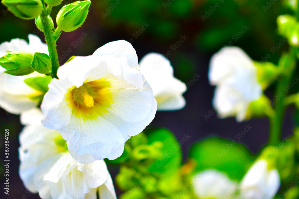 Red and white beautiful mallow flowers in the summer garden Red and white beautiful mallow flowers in the summer garden