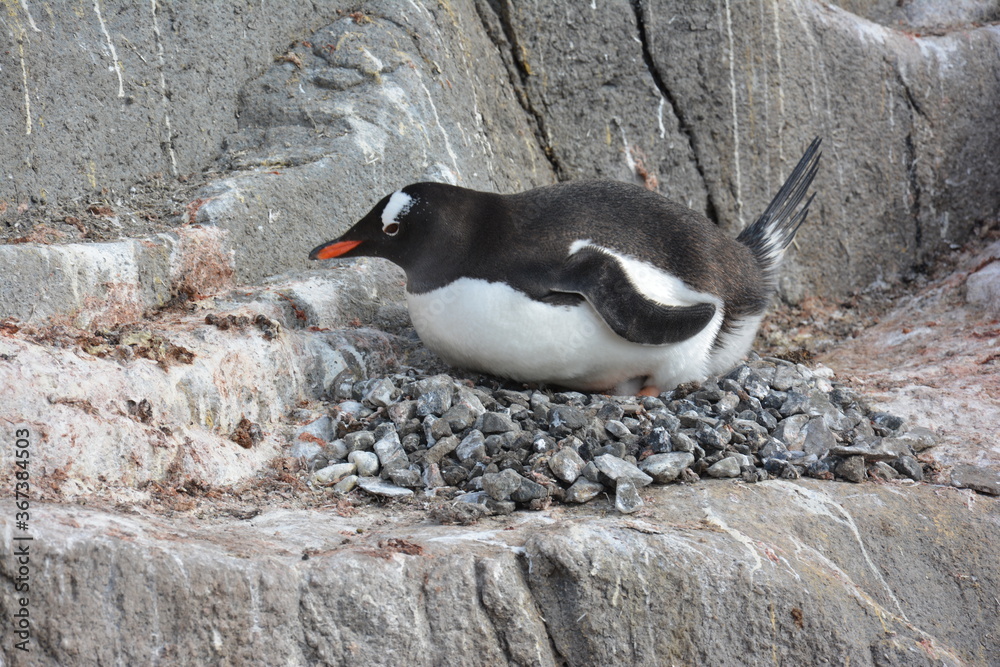Fototapeta premium A trip around the Antarctic Peninsula, December 2019