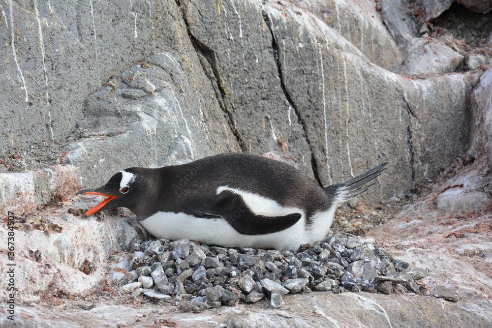Fototapeta premium A trip around the Antarctic Peninsula, December 2019