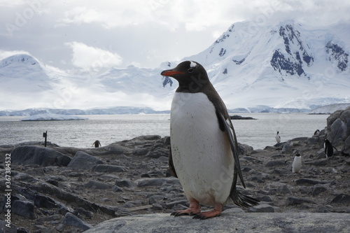 A trip around the Antarctic Peninsula  December 2019