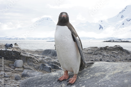 A trip around the Antarctic Peninsula  December 2019