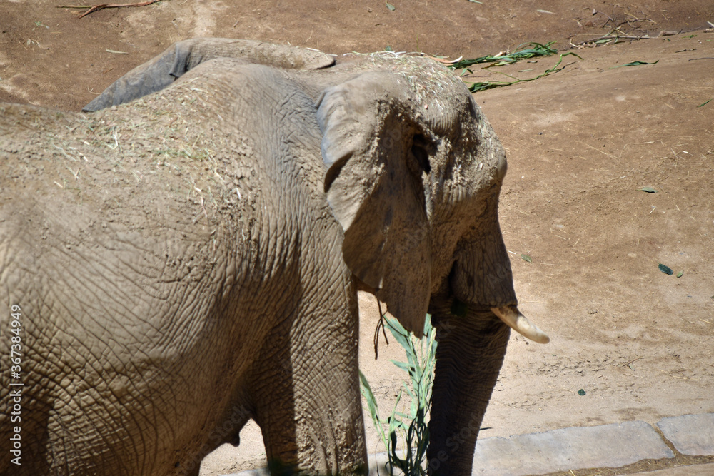 Fototapeta premium African Elephant with Tusks