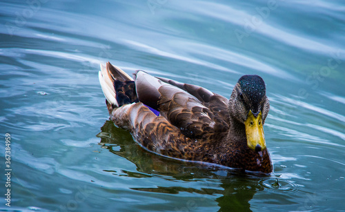 Duck photo