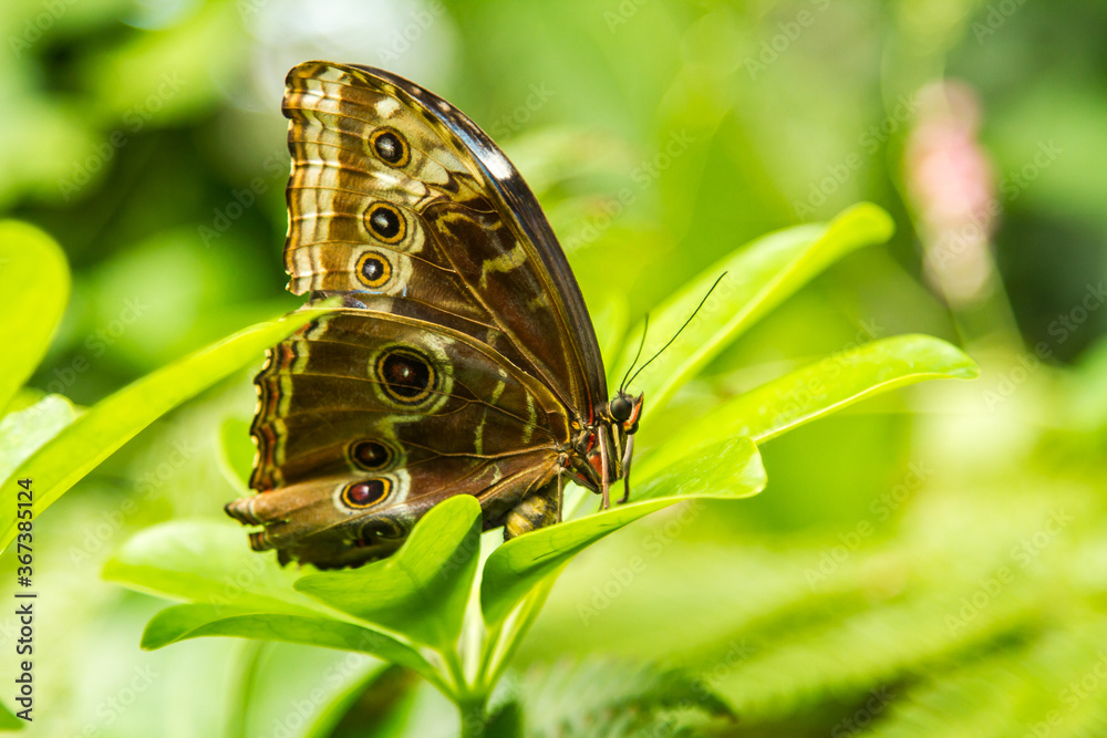 Naklejka premium Morpho didius Butterfly, found in Peru