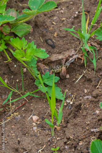 Brown spotted frog walks in the garden in summer.