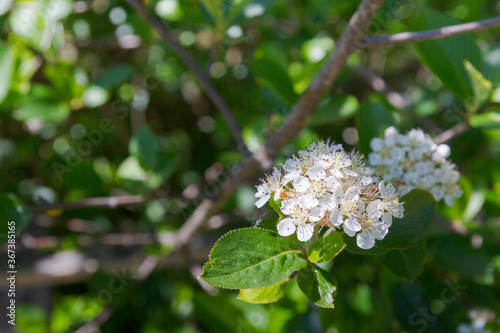 White flowers of a flowering Bush of black-fruited mountain ash in summer
