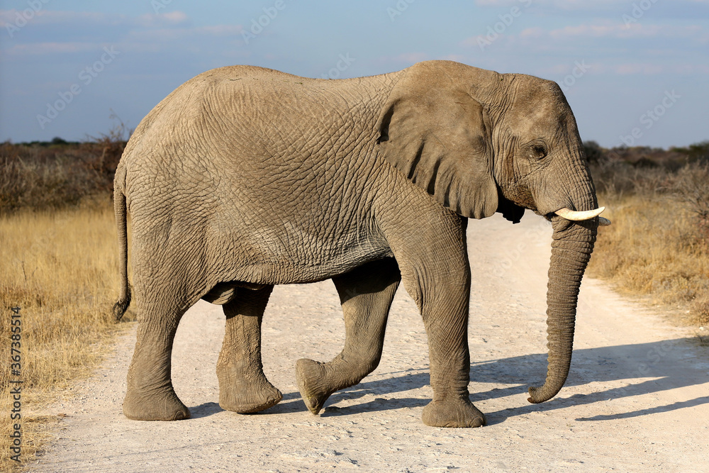Fototapeta premium Elephant crossing a dirt road