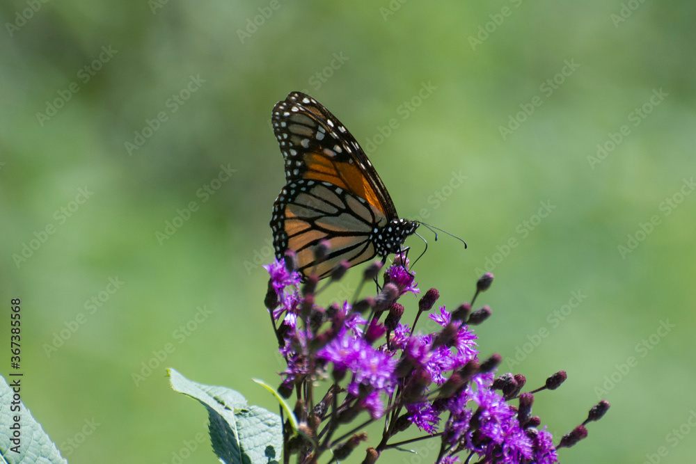 Butterfly 2019-236 / Monarch butterfly (Danaus plexippus) Butterfly 2019-236 / Monarch butterfly (Danaus plexippus)