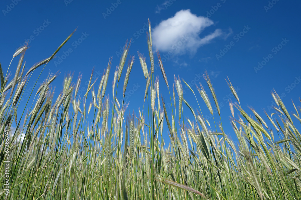 A low angle shot of ears of a cornfield and blue sky - Stockphoto