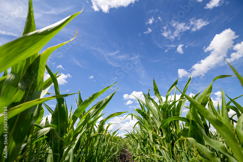 Blue Sky and white clouds above green Field corn, panoramic view. Beautiful scenic dynamic Landscape agricultural land. Beauty of nature. Agriculture. Cornfield. Growing vegetables on the farm.