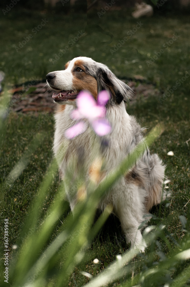 Fototapeta premium Australian shepherd on the green grass