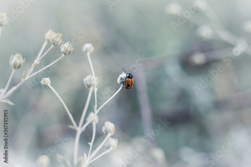 Close-up of plants and flowers in the soft rays of morning light.