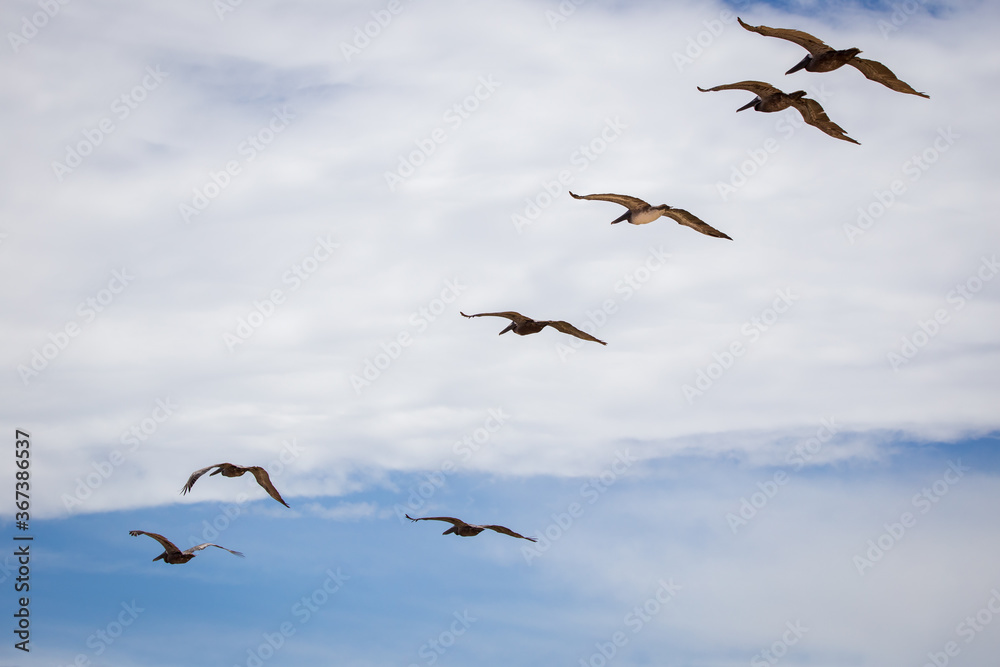 Pelicans gracefully gliding through the air along the coast at Flagler Beach, FL Pelicans gracefully gliding through the air along the coast at Flagler Beach, FL