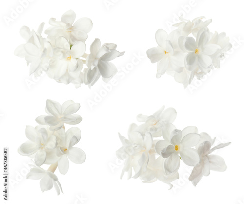 Set of fragrant lilac flowers on white background