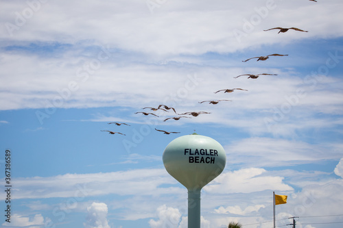 Pelicans gracefully gliding through the air along the coast at Flagler Beach, FL