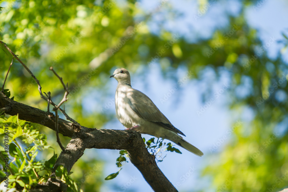 A white pigeon perched in a tree