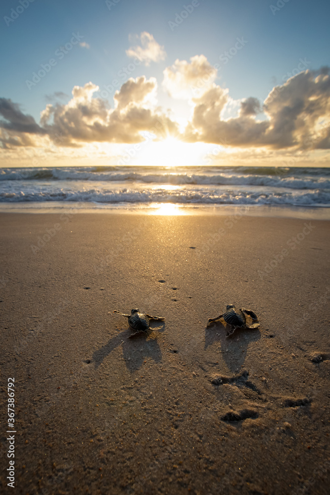 Φωτογραφία Baby sea turtle making its way down to the water for the first time on the beach