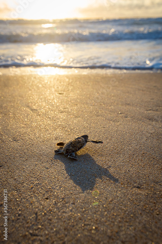 Baby sea turtle making its way down to the water for the first time on the beach in Florida
