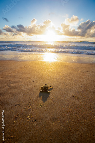 Fotografia, Obraz Baby sea turtle making its way down to the water for the first time on the beach