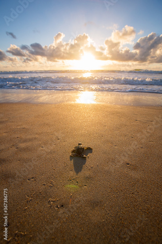 Canvas-taulu Baby sea turtle making its way down to the water for the first time on the beach