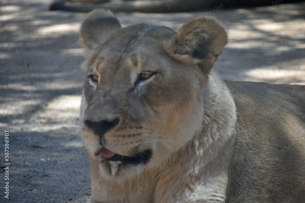 Closeup of Lioness Closeup of Lioness