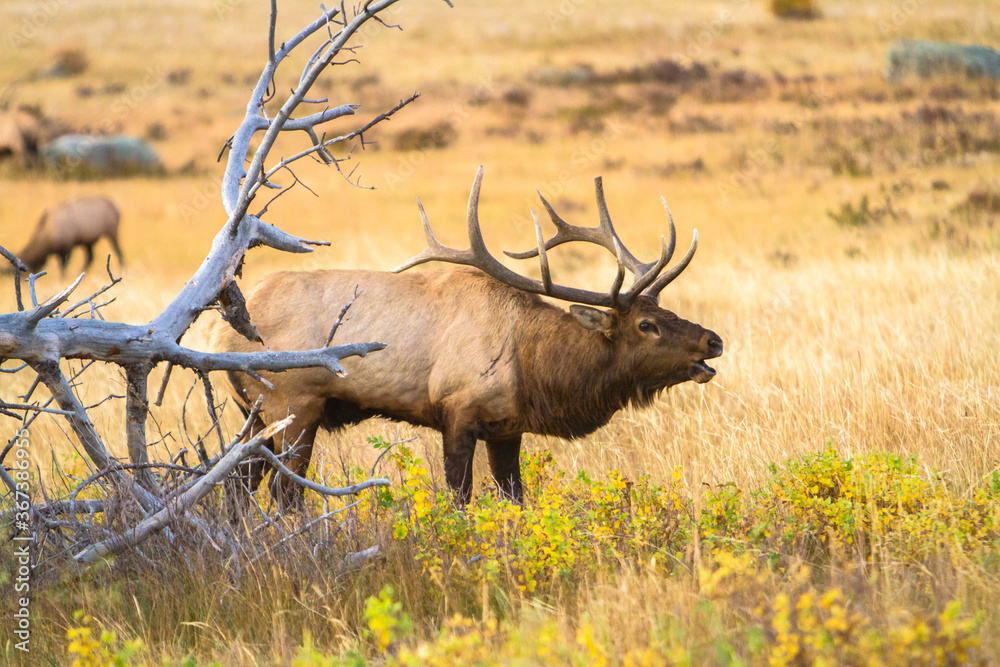 Fototapeta premium Rocky mountain elk in a meadow in Rock Mountain National Park, A large bull bugling
