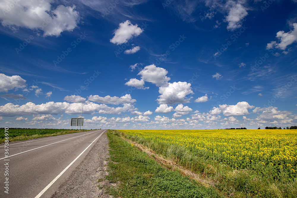 Obraz premium Asphalt road through yellow field sunflower and green field corn. Blue Sky and white clouds panoramic view. Beautiful scenic dynamic Landscape agricultural land. Beauty nature, Agriculture. Empty path