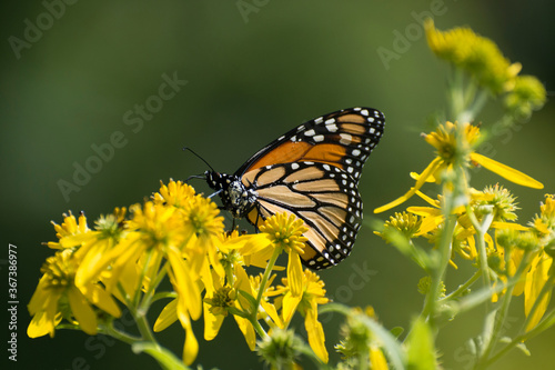 Butterfly 2019-239 / Monarch butterfly (Danaus plexippus) © mramsdell1967