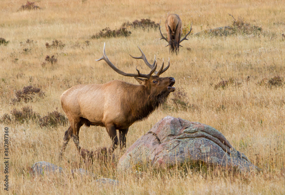 Rocky mountain elk in a meadow in Rock Mountain National Park; a large bull bugling. Rocky mountain elk in a meadow in Rock Mountain National Park; a large bull bugling.