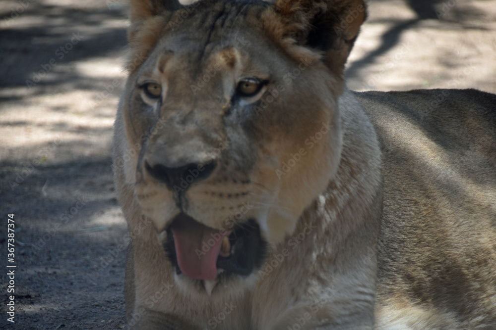 Obraz premium Beautiful Lioness