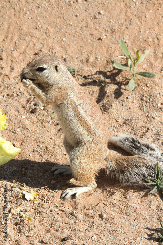 Obraz premium Ground squirrel eating cactus